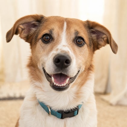 Buddy, the cheerful sample birthday dog